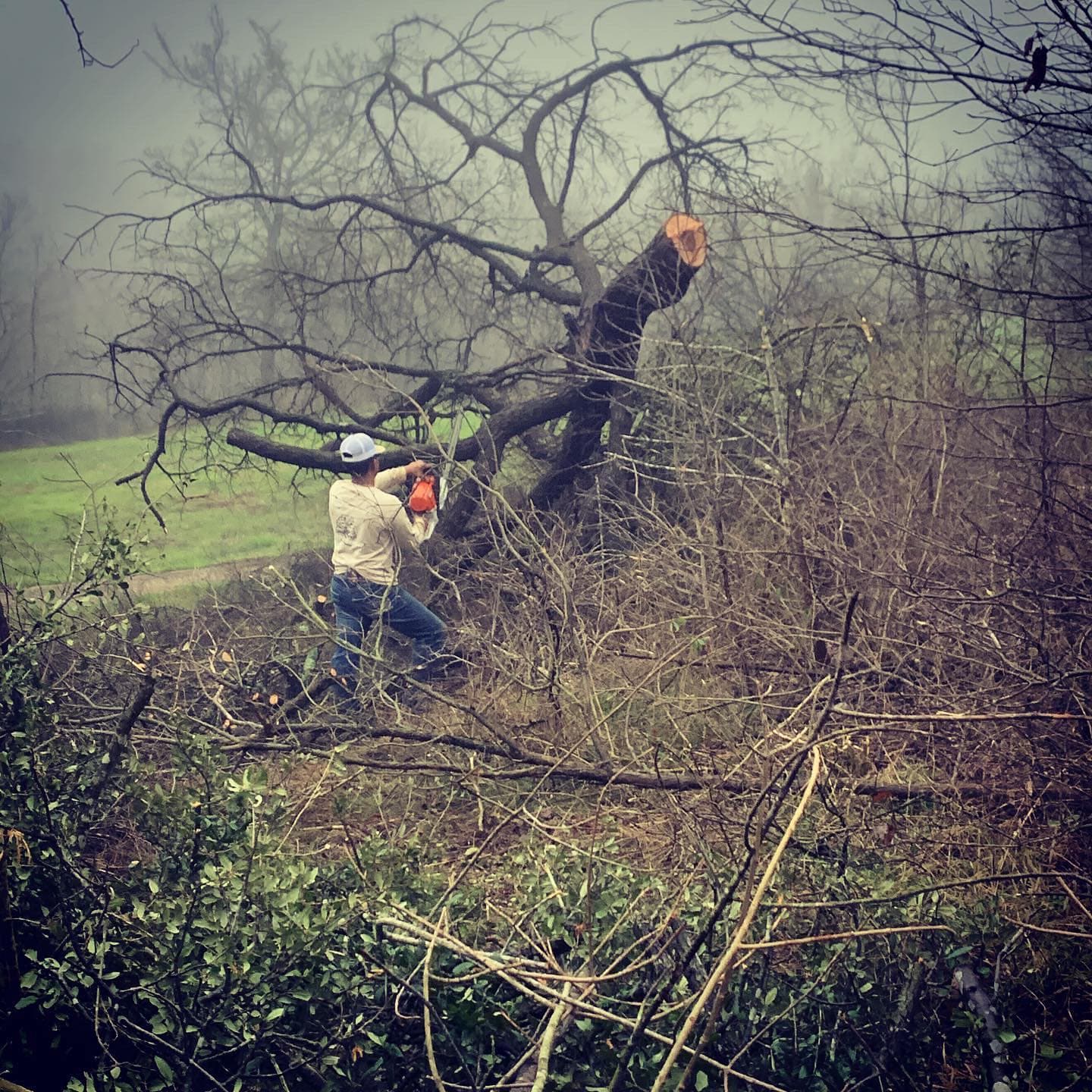 Residential Tree Removal by Oscar’s in Temple, TX