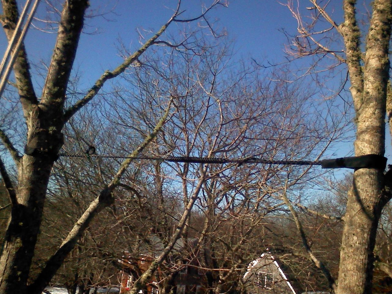 Tree Cabling and Bracing service