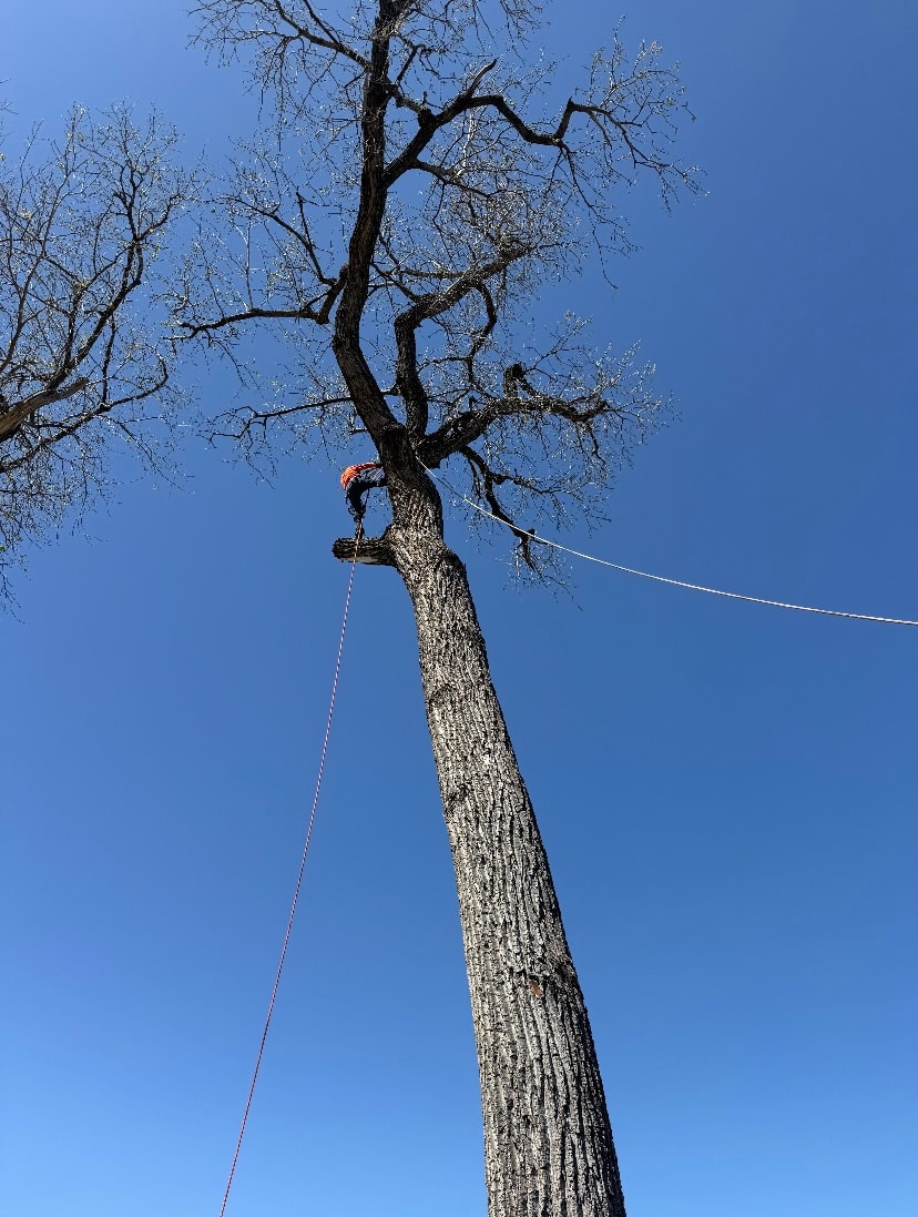 Tree Pruning service