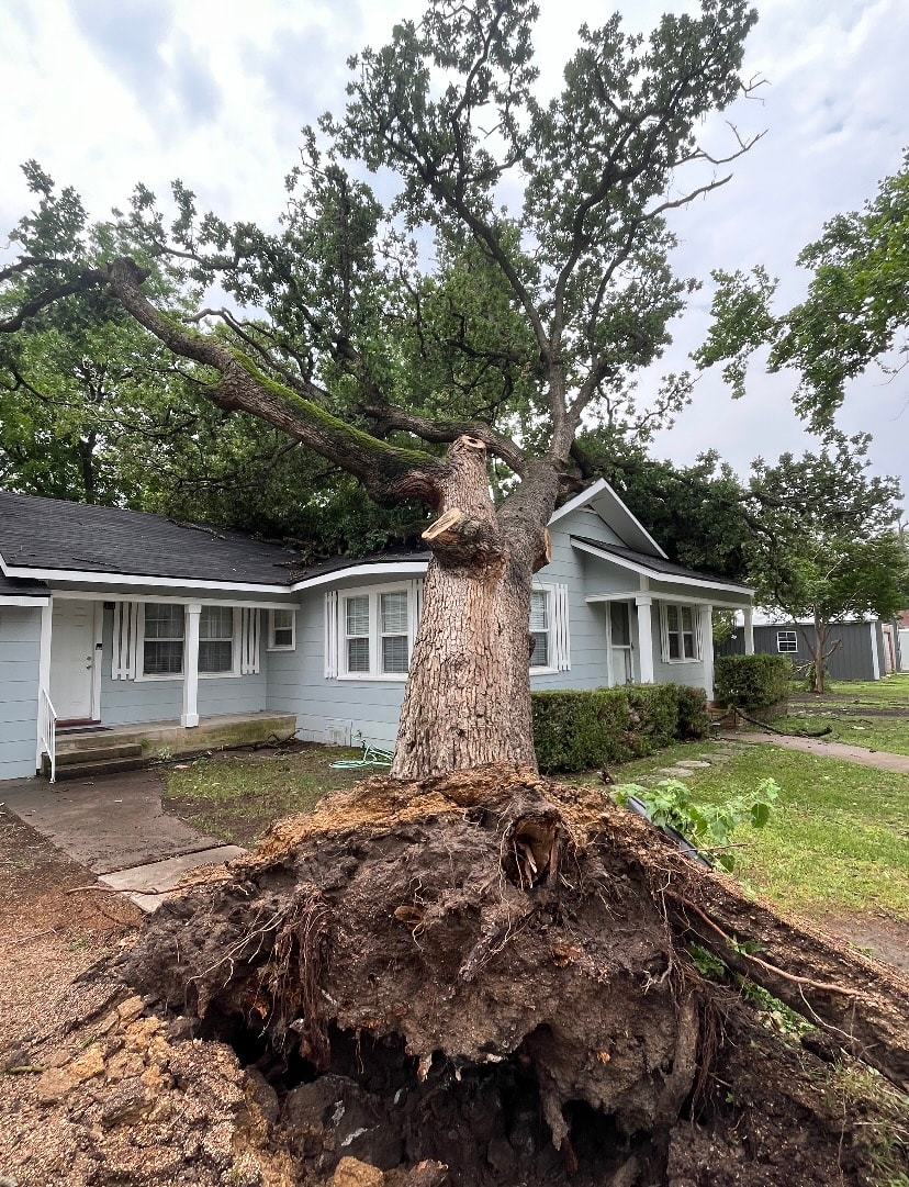 Tree Removal service