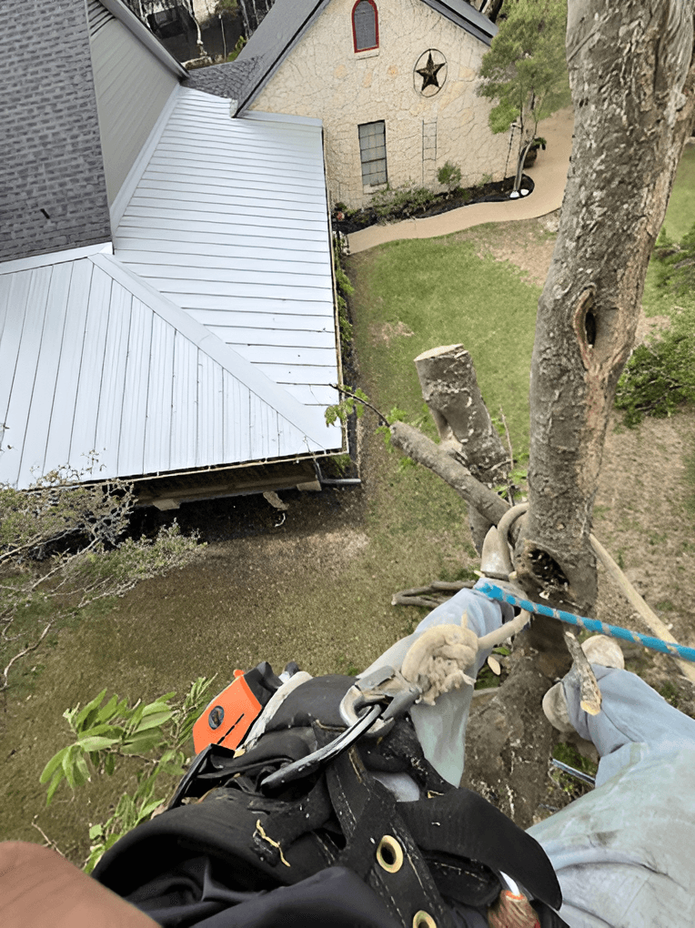 Tree Trimming service